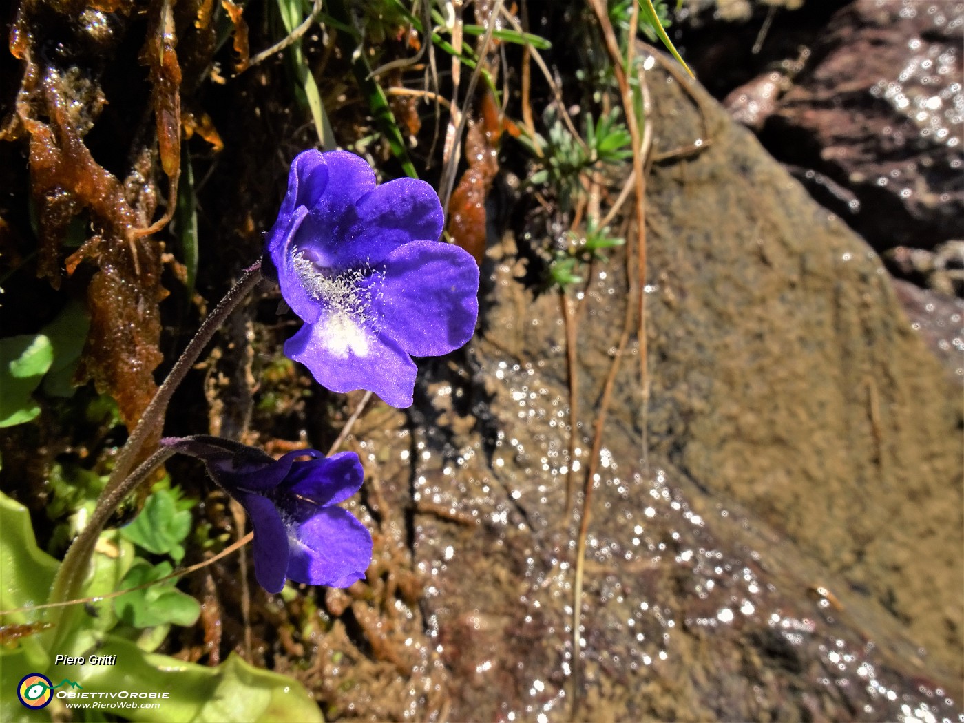 14 Pinguicula (pianta carnivora).JPG